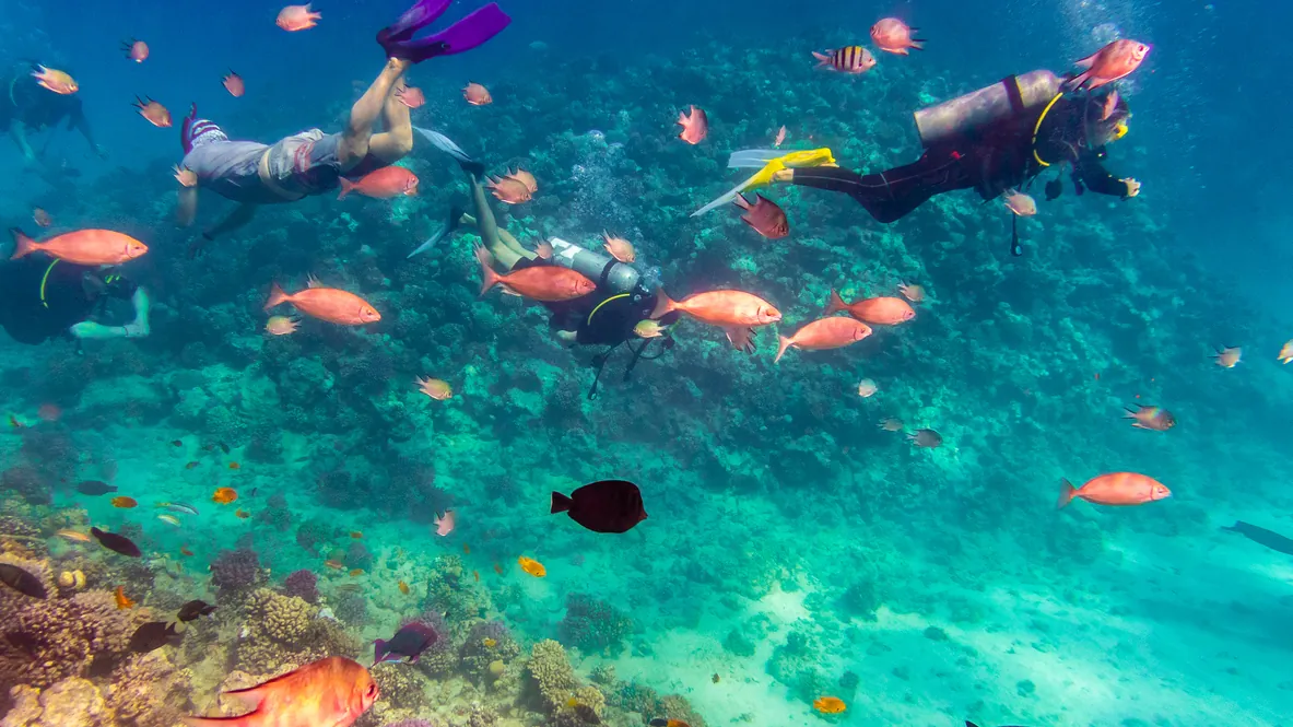 Divers swimming among tropical fish above a coral reef in the Red Sea